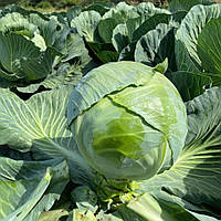 Вісконт F1 ( 2500 нас.) насіння капусти б/к Clause