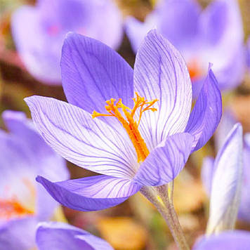 Крокус осінньоквітучий Conqueror (розмір 5/6)