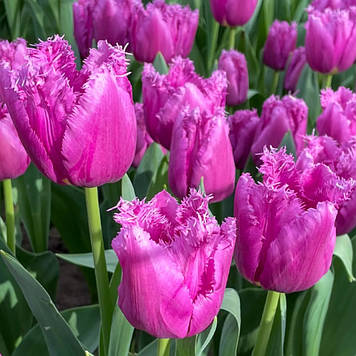 Тюльпан бахромчастий San Luiz (розмір 11/12)