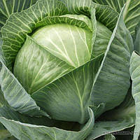 Каунт F1 (2500 нас. ) насіння капусти б/к Clause