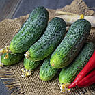 Огірок Ліст F1 Rijk Zwaan/Нідерланди 10 шт, фото 2