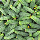 Огірок Мадейра F1 Seminis/Нідерланди 10 шт, фото 3