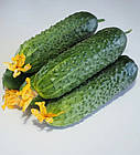 Огірок Мадейра F1 Seminis/Нідерланди 10 шт, фото 2
