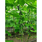 Огірок Мадейра F1 Seminis/Нідерланди 10 шт, фото 4