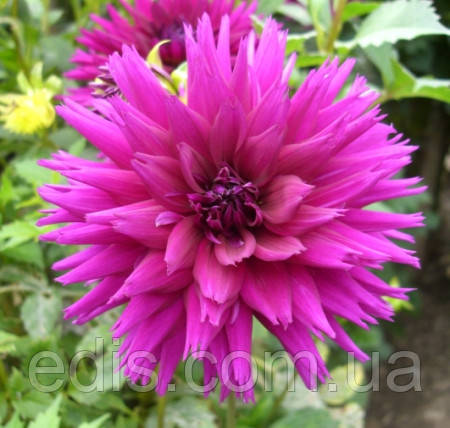 Жоржина фимбриата Ambition