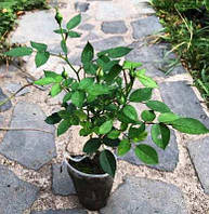 Троянда бордюрна Літл сансет. Привита. У контейнерах 0.5 л.