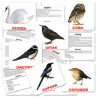 Розвиваюча гра Картки Домана "Велика валіза" Вундеркінд з пелюшок українська мова 20 наборів і книга, фото 3