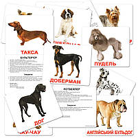 Розвиваюча гра Картки Домана "Велика валіза" Вундеркінд з пелюшок українська мова 20 наборів і книга, фото 8