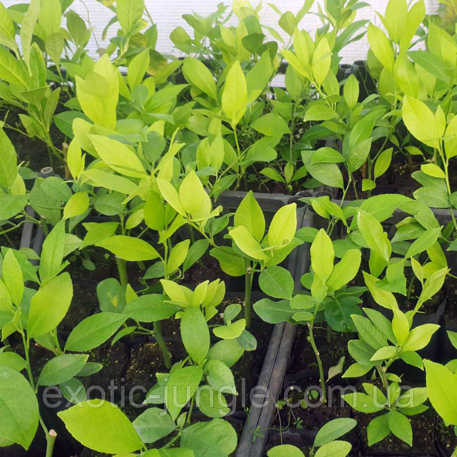 Лимон низькозрослий "Nano" Продуктивний (C.limon "Nano") 25-30 см. Чорненкован. Кімнатний