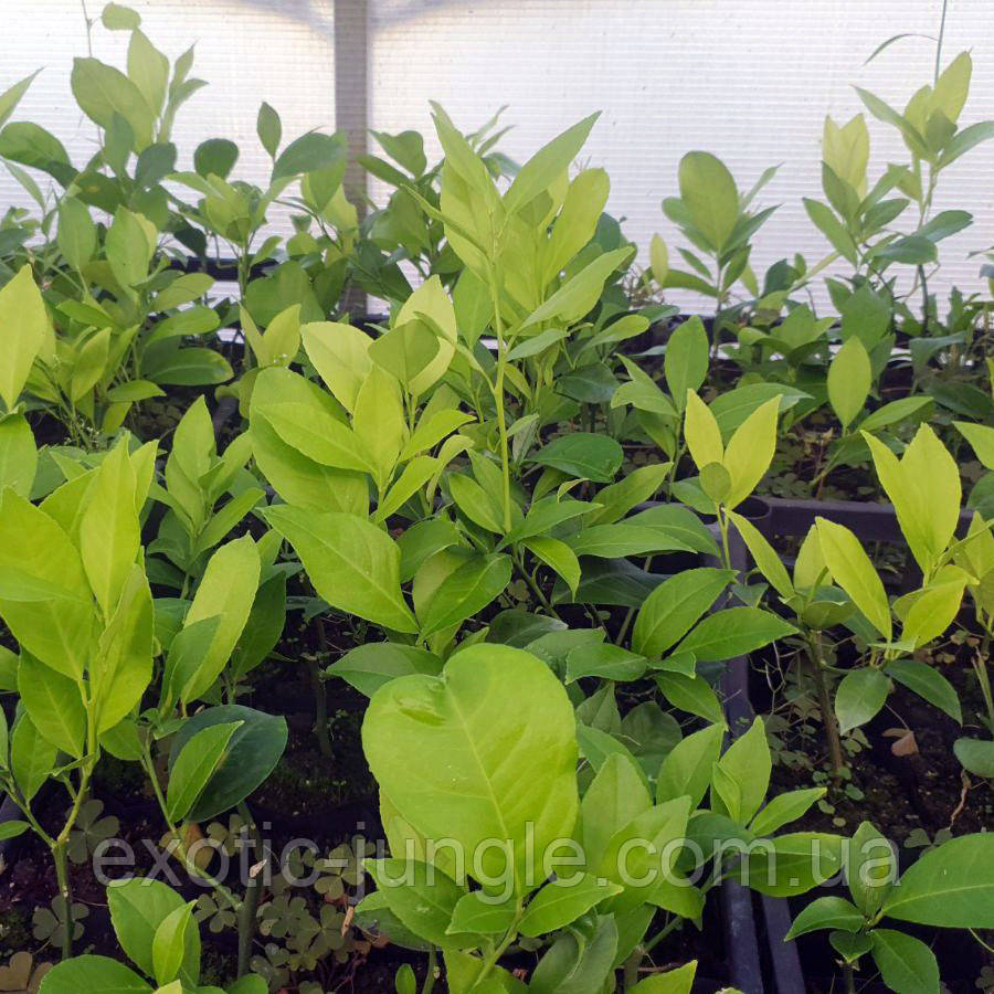Лимон низькозрослий "Nano" Продуктивний (C.limon "Nano") 10-20 см. Черенкван. Кімнатний