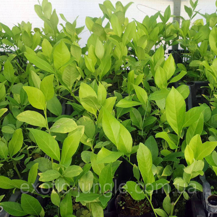 Лимон низькорослий "Nano" Продуктивний (C.limon "Nano") 20-25 см. Чорненкован. Кімнатний