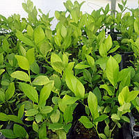 Лимон низькорослий "Nano" Продуктивний (C.limon "Nano") 20-25 см. Чорненкован. Кімнатний