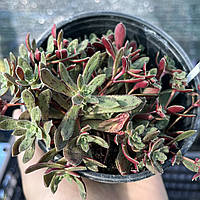 Красула піктурата вкорінений живець в горщику Crassula picturata