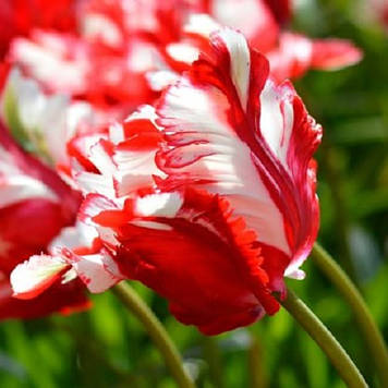 Тюльпан папуговий Estella Rijnveld (розмір 11/12)