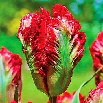 Тюльпан папуговий Exotic Parrot (розмір 11/12)