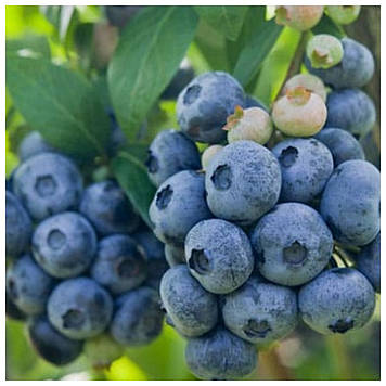 Лохина Дарроу (3 роки)