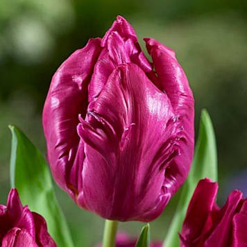 Тюльпан папуговий Parrot Prince (розмір 11/12)