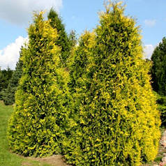 Туя західна Ауреоспіката (Aureospicata) саджанець в горщику 2 л