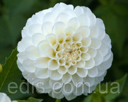 Жоржина Помпонная White Aster, фото 3