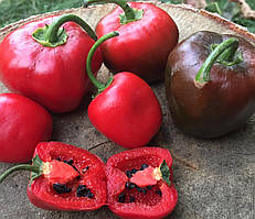 Насіння гострого перцю "Рокотто піруанське яблуко" (15 насінин)