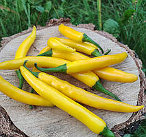 Насіння гострого перцю "Каянський жовтий" (15 насінин)