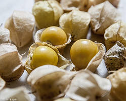 Фізаліс сологінний (Physalis ixocarpa) — насіння 30 шт.