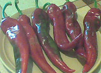 Перець гіркий (без сорту) (сіма 25 шт.)