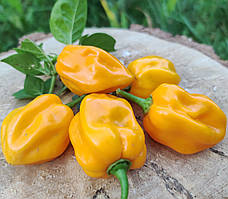 Насіння гострого перцю "Хабанеро жовтий" (15 насінин)
