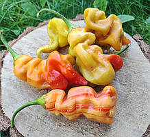 Насіння гострого перцю "Sugar Rush Stripey" (15 насінин)