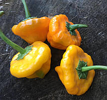 Насіння гострого перцю "Mushroom yellow" (15 насінин)