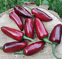 Насіння гострого перцю "Халапеньйо фіолетовий" (15 насінин)