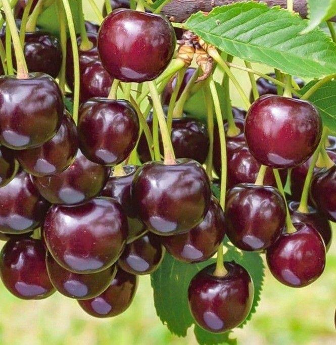 Черешня "Рекорд" (літній сорт), фото 1