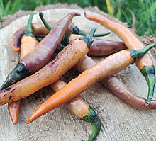 Насіння гострого перцю "Буена мулата" (15 насінин)