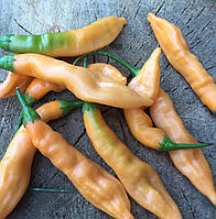 Насіння гострого перцю "Аджі мелакатон" (15 насінин)