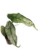 Алоказія Dragon breath Дихання дракона (10 см)