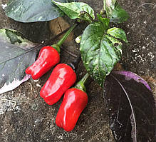 Насіння гострого перцю "Скарлет" (15 насінин)