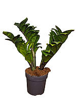 Заміокулькас Zenzi (Зензі) 25 см (Одна росла)