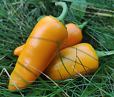 Насіння гострого перцю "Халапеньйо жовтий" (15 насінин)