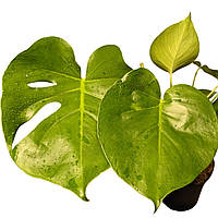 Монстера Deliciosa делікатесна 65-70 см