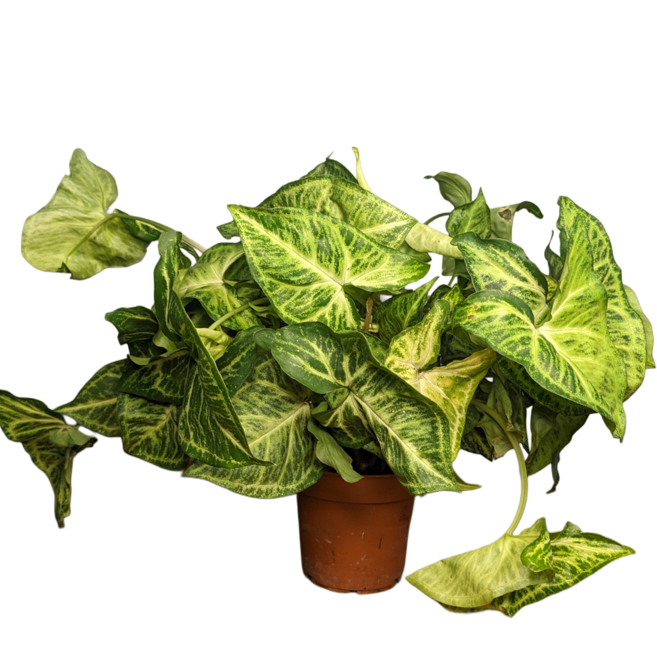 Сингоніум Arrow Стріла 25 см, фото 1