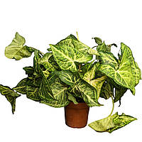 Сингоніум Arrow Стріла 25 см