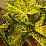 Сингоніум Arrow Стріла 25 см, фото 2