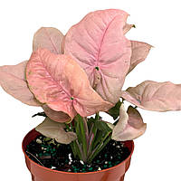 Сингоніум Pink Neon 15-20 см