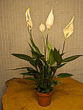 Спатифілум біле жіноче щастя 50 см, фото 2
