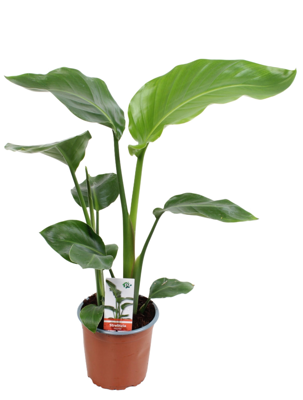 Стріліція Ніколая Nocolai 50-55 см, фото 1