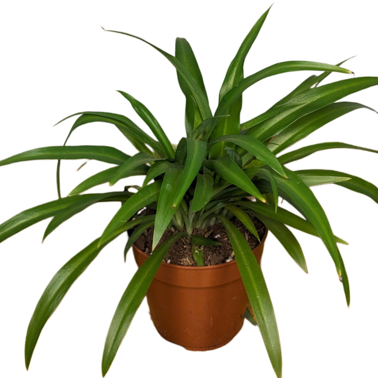 Хлорофітум Lemon Лимон 25 см, фото 1