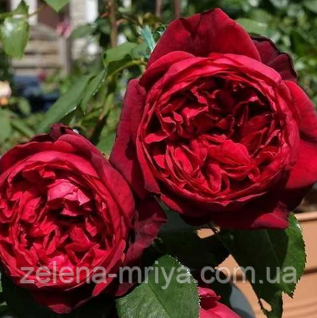 Троянда чайно- гибридна Адмірал, фото 1