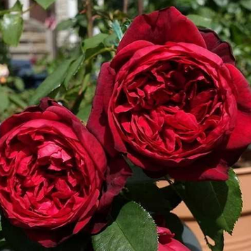 Троянда чайно- гибридна Адмірал