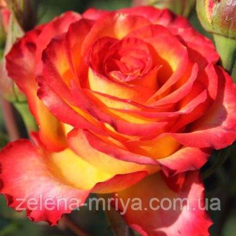 Троянда чайно- гибридна  Вищий Світ, фото 1