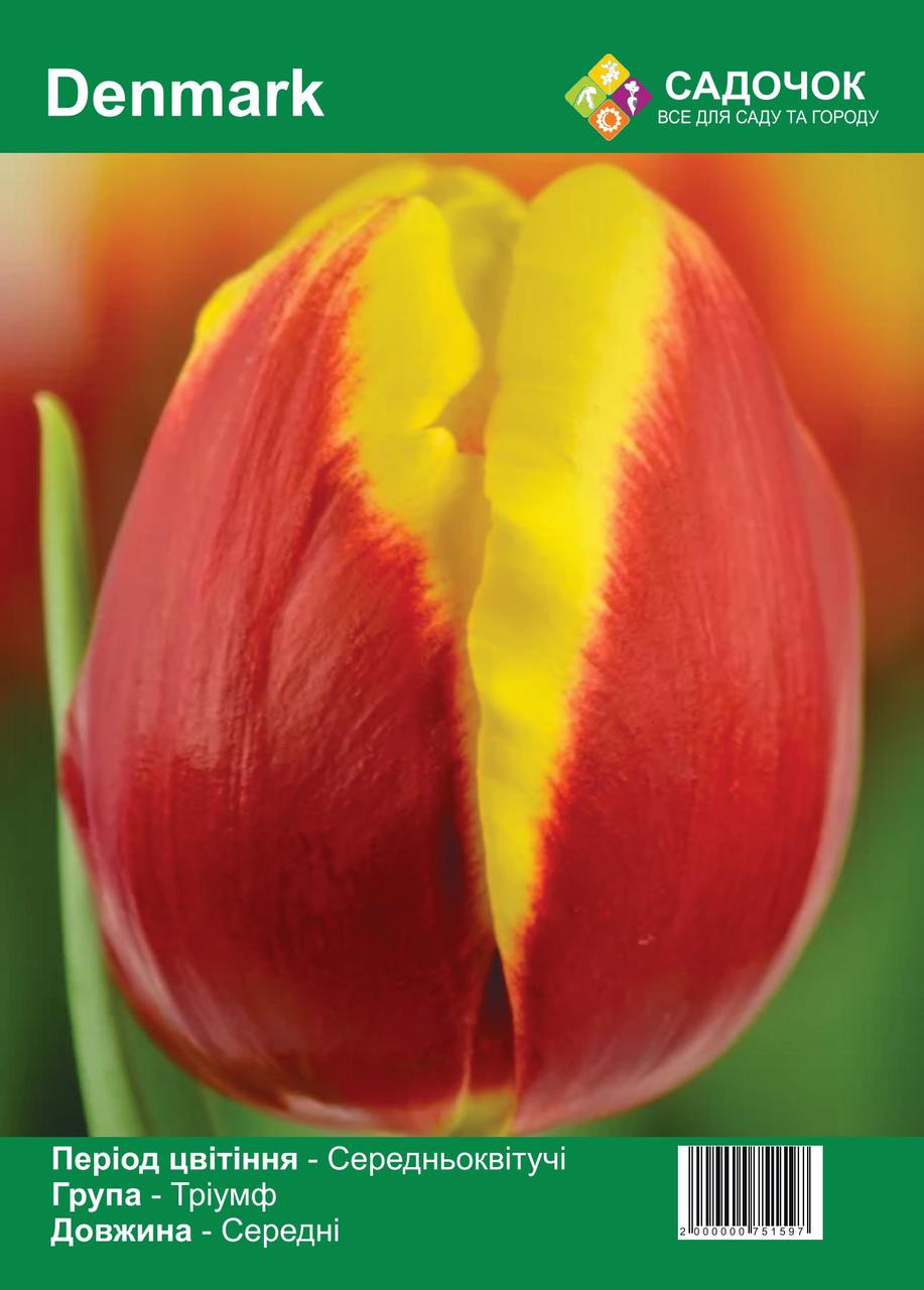 Цибулини тюльпанів «Denmark»🌷середньостиглий, фото 1